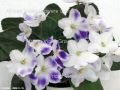 African Violet 3